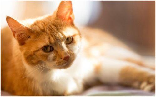 狠狠大香蕉猫咪在线视频